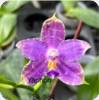 P. (KS Samera x KS Blue Luedde) x Yaphon Blue Jewel